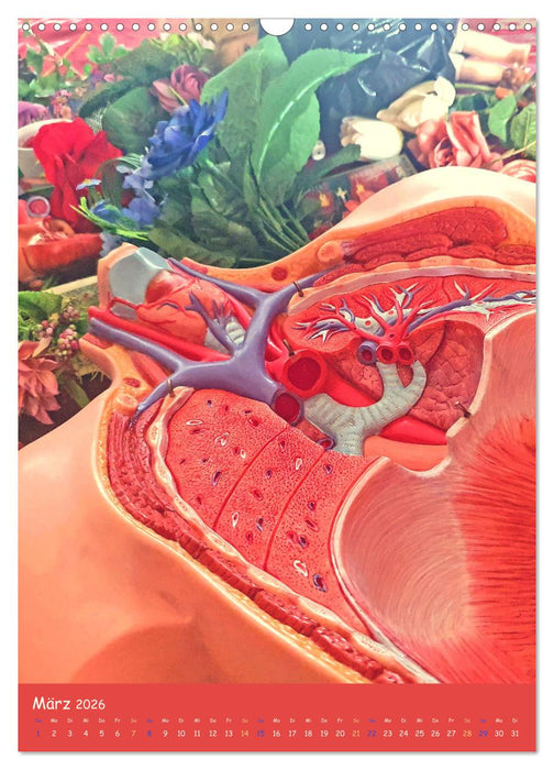 Puppen-Anatomie (CALVENDO Wandkalender 2026)