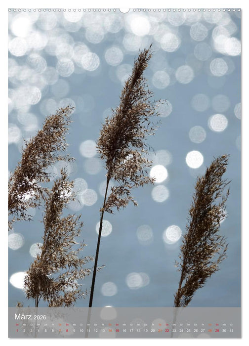 Mit Bokeh-Fotografie durch das Jahr (CALVENDO Premium Wandkalender 2026)