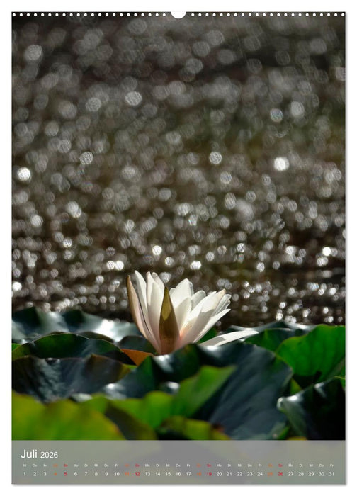 Mit Bokeh-Fotografie durch das Jahr (CALVENDO Premium Wandkalender 2026)