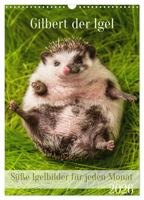 Gilbert der Igel (CALVENDO Wandkalender 2026)