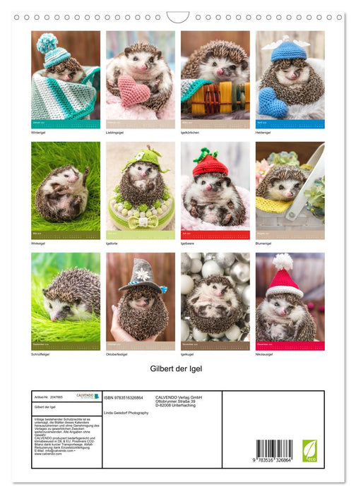 Gilbert der Igel (CALVENDO Wandkalender 2026)