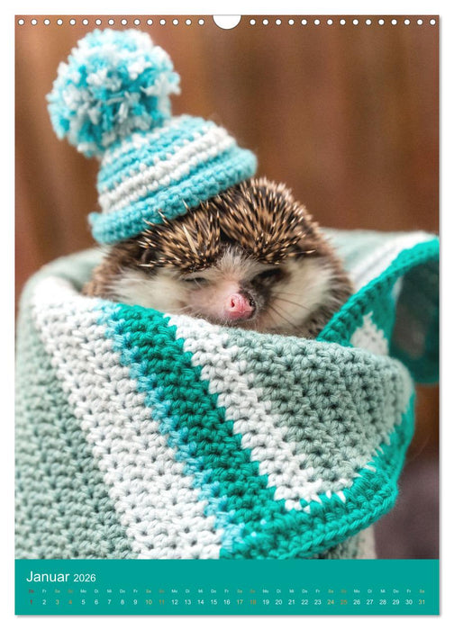 Gilbert der Igel (CALVENDO Wandkalender 2026)