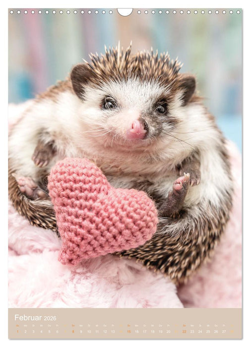Gilbert der Igel (CALVENDO Wandkalender 2026)
