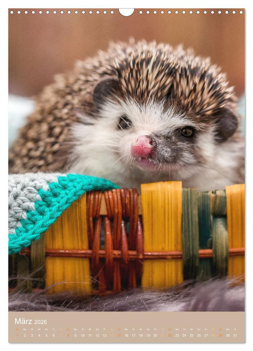 Gilbert der Igel (CALVENDO Wandkalender 2026)