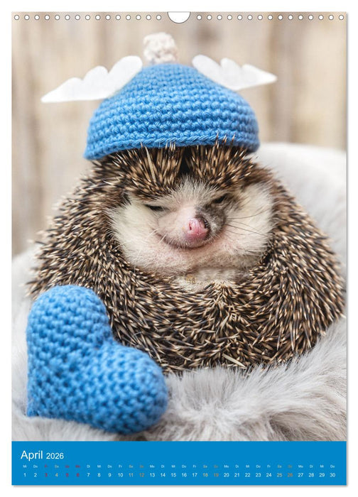Gilbert der Igel (CALVENDO Wandkalender 2026)