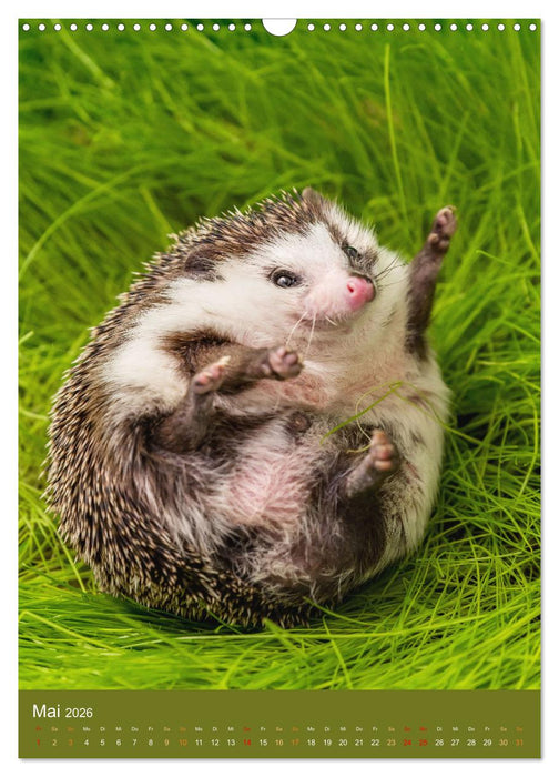 Gilbert der Igel (CALVENDO Wandkalender 2026)