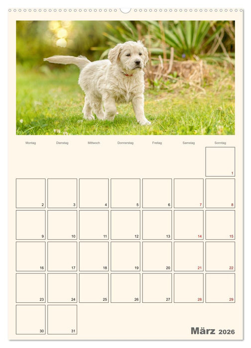 Zauberhafte Golden Retriever (CALVENDO Premium Wandkalender 2026)