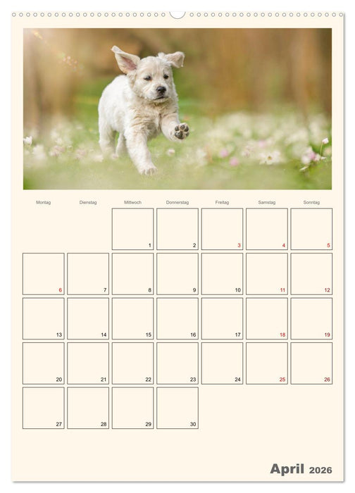 Zauberhafte Golden Retriever (CALVENDO Premium Wandkalender 2026)