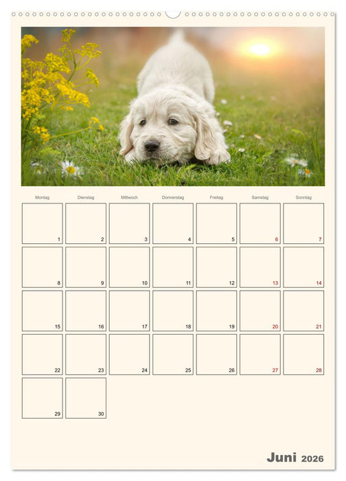 Zauberhafte Golden Retriever (CALVENDO Premium Wandkalender 2026)