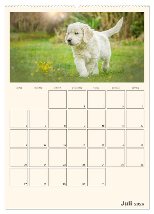 Zauberhafte Golden Retriever (CALVENDO Premium Wandkalender 2026)