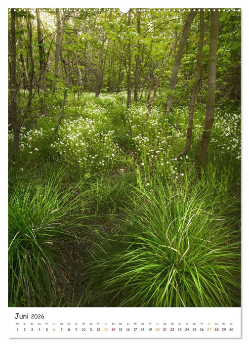 Bäume im Harz (CALVENDO Wandkalender 2026)