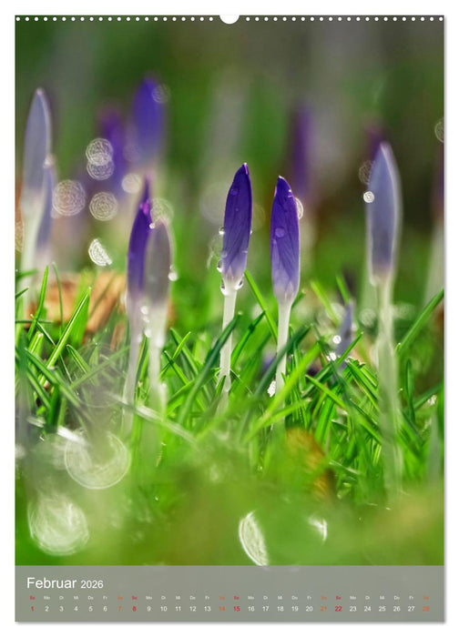 Mit Bokeh-Fotografie durch das Jahr (CALVENDO Wandkalender 2026)