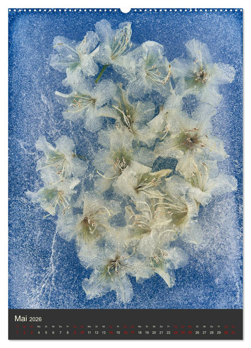 Magische Eisblumen (CALVENDO Premium Wandkalender 2026)