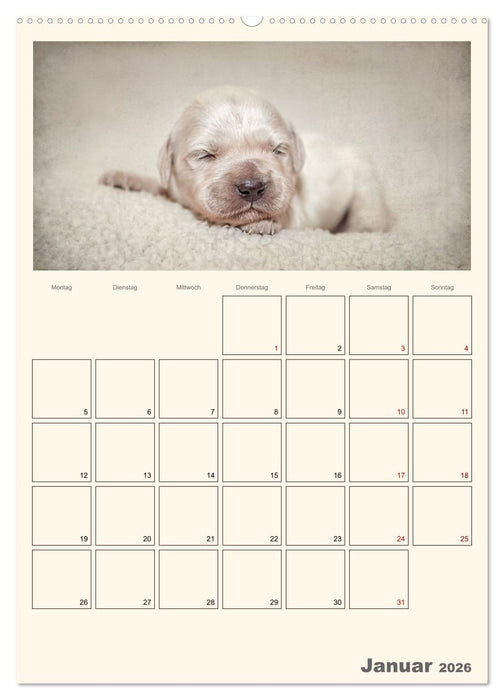 Zauberhafte Golden Retriever (CALVENDO Wandkalender 2026)