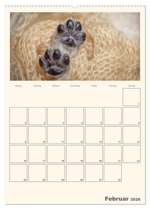Zauberhafte Golden Retriever (CALVENDO Wandkalender 2026)