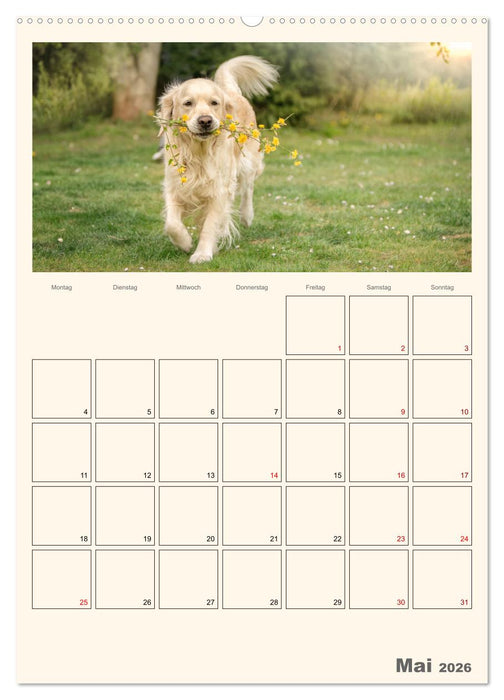 Zauberhafte Golden Retriever (CALVENDO Wandkalender 2026)