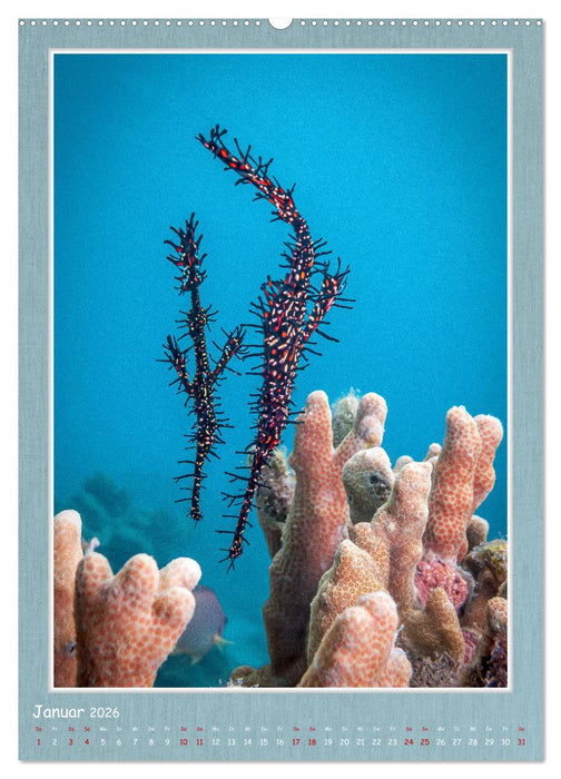 Tauchen, ein atemberaubendes Erlebnis (CALVENDO Premium Wandkalender 2026)