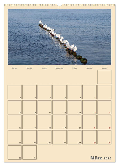 Usedom Ostsee - Terminplaner (CALVENDO Premium Wandkalender 2026)