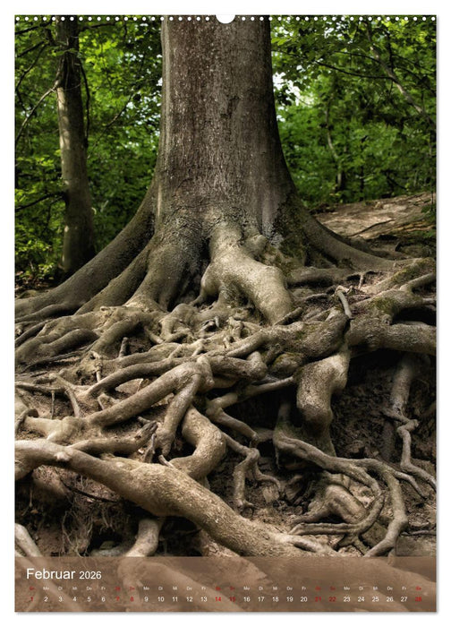 Klimaretter Baum (CALVENDO Premium Wandkalender 2026)