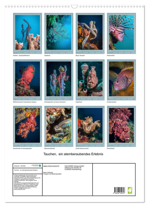Tauchen, ein atemberaubendes Erlebnis (CALVENDO Wandkalender 2026)