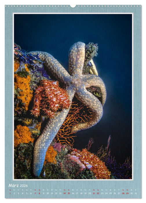 Tauchen, ein atemberaubendes Erlebnis (CALVENDO Wandkalender 2026)