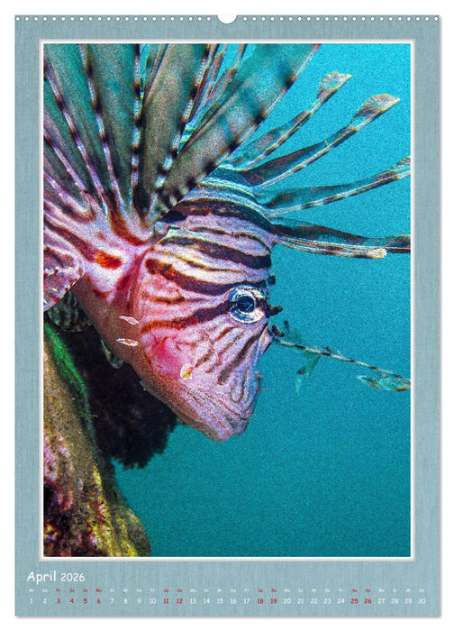 Tauchen, ein atemberaubendes Erlebnis (CALVENDO Wandkalender 2026)