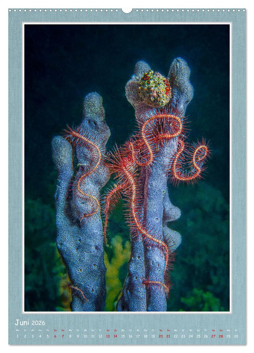 Tauchen, ein atemberaubendes Erlebnis (CALVENDO Wandkalender 2026)
