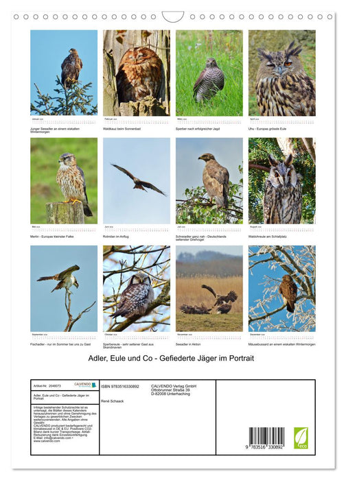 Adler, Eule und Co - Gefiederte Jäger im Portrait (CALVENDO Wandkalender 2026)
