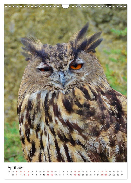 Adler, Eule und Co - Gefiederte Jäger im Portrait (CALVENDO Wandkalender 2026)