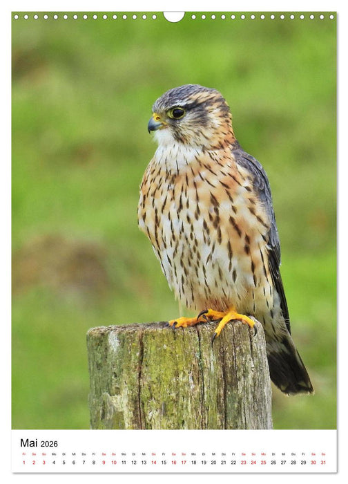 Adler, Eule und Co - Gefiederte Jäger im Portrait (CALVENDO Wandkalender 2026)