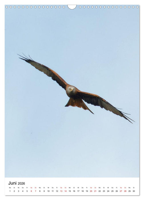 Adler, Eule und Co - Gefiederte Jäger im Portrait (CALVENDO Wandkalender 2026)