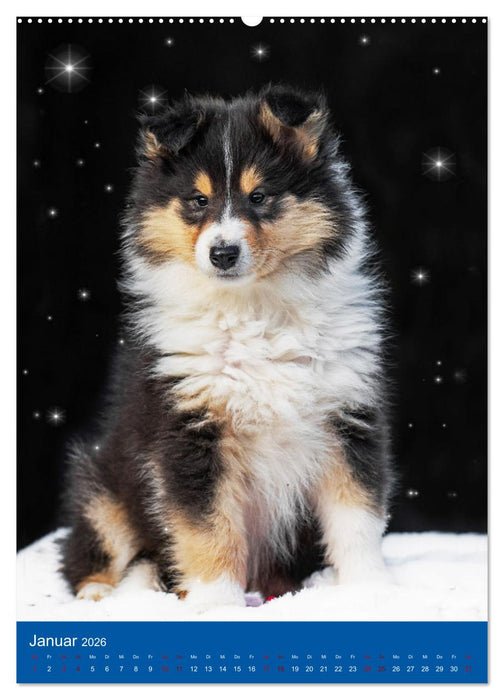 Traumhund Collie - Glück auf vier Pfoten (CALVENDO Premium Wandkalender 2026)