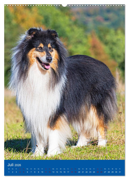 Traumhund Collie - Glück auf vier Pfoten (CALVENDO Premium Wandkalender 2026)