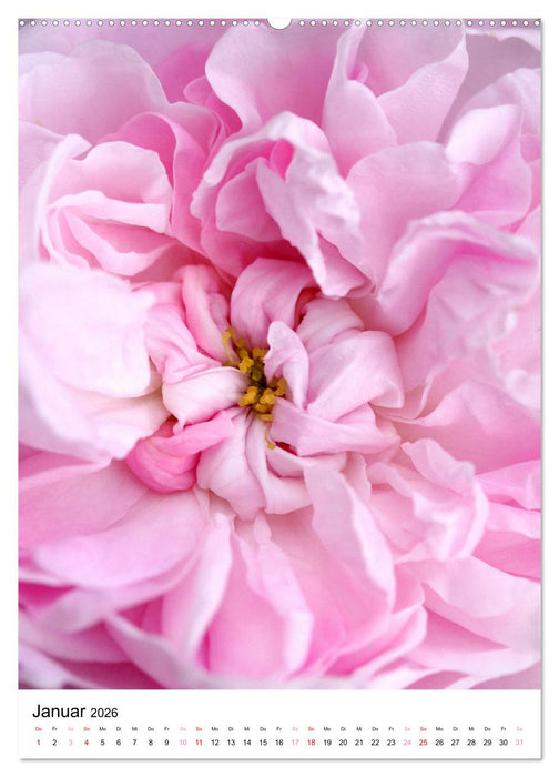 Blüten - Ein Fest der Formen und Farben (CALVENDO Premium Wandkalender 2026)