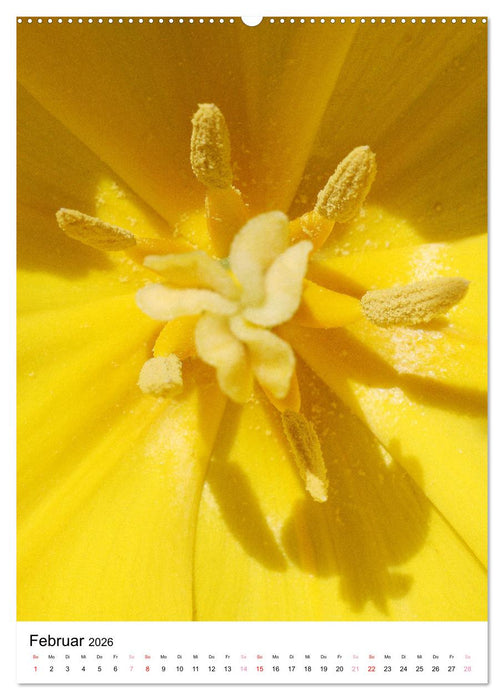 Blüten - Ein Fest der Formen und Farben (CALVENDO Premium Wandkalender 2026)