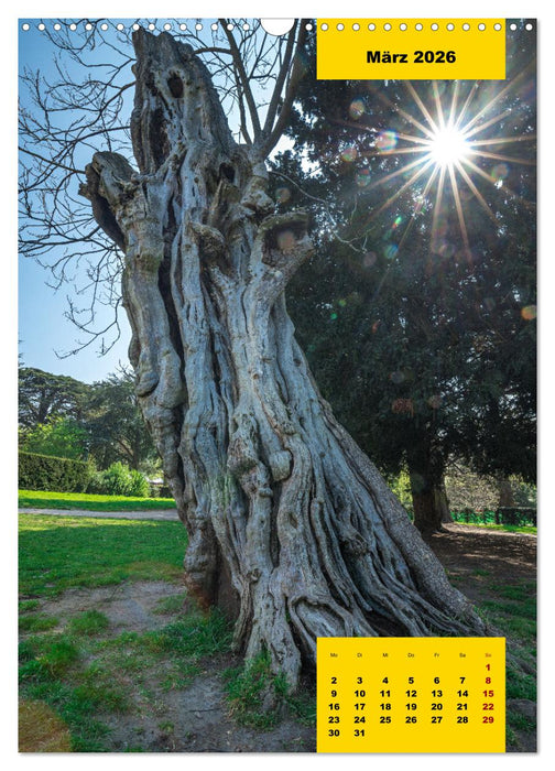 Stille Riesen (CALVENDO Wandkalender 2026)