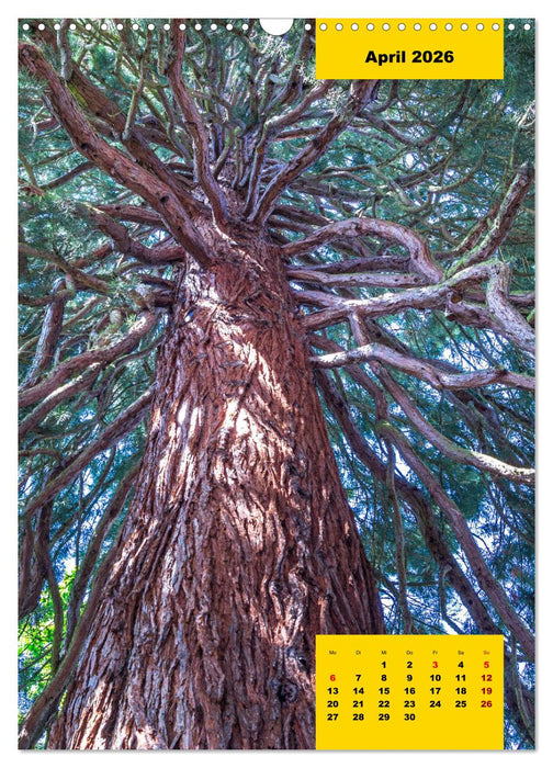 Stille Riesen (CALVENDO Wandkalender 2026)