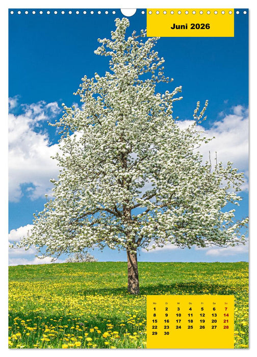 Stille Riesen (CALVENDO Wandkalender 2026)