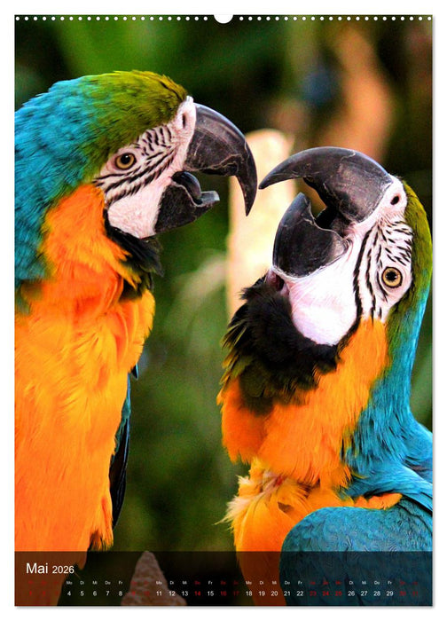 Papageien - exotische Schönheiten (CALVENDO Wandkalender 2026)