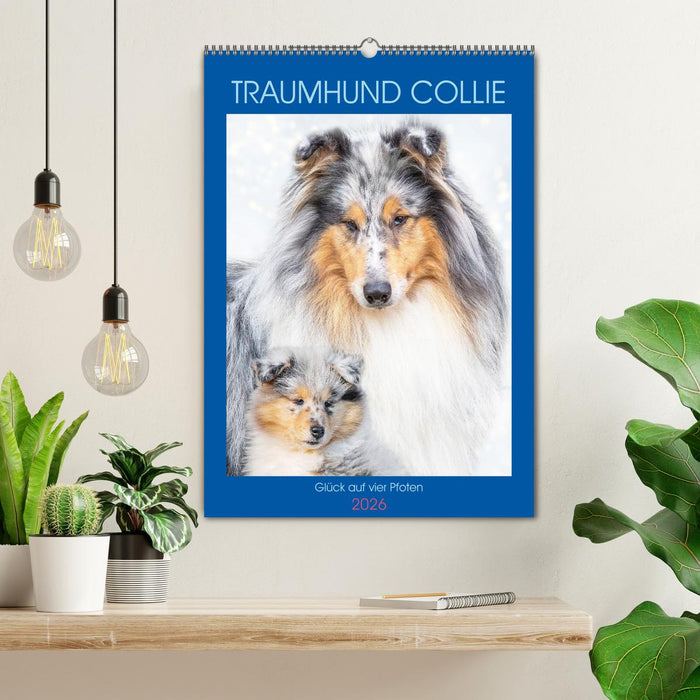 Traumhund Collie - Glück auf vier Pfoten (CALVENDO Wandkalender 2026)