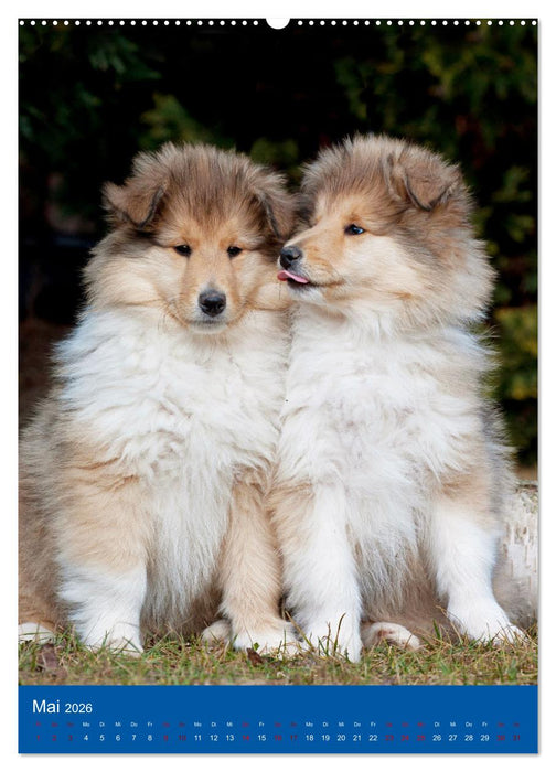 Traumhund Collie - Glück auf vier Pfoten (CALVENDO Wandkalender 2026)