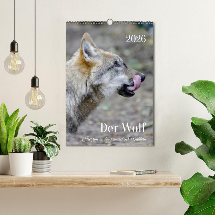 Der Wolf - Isegrim in den heimischen Wäldern - Kalender 2026 (CALVENDO Wandkalender 2026)