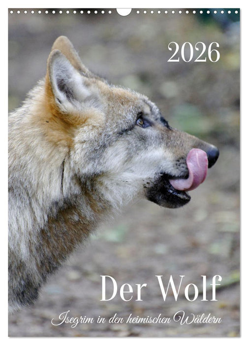Der Wolf - Isegrim in den heimischen Wäldern - Kalender 2026 (CALVENDO Wandkalender 2026)