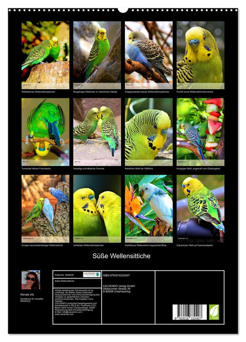 Süße Wellensittiche (CALVENDO Premium Wandkalender 2026)