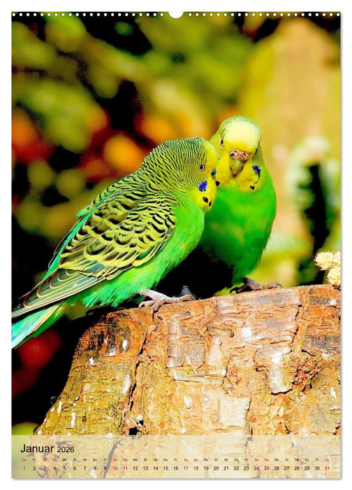 Süße Wellensittiche (CALVENDO Premium Wandkalender 2026)
