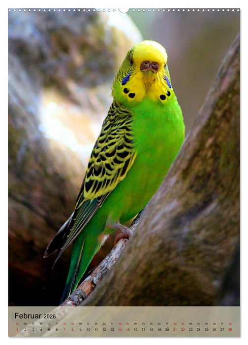 Süße Wellensittiche (CALVENDO Premium Wandkalender 2026)