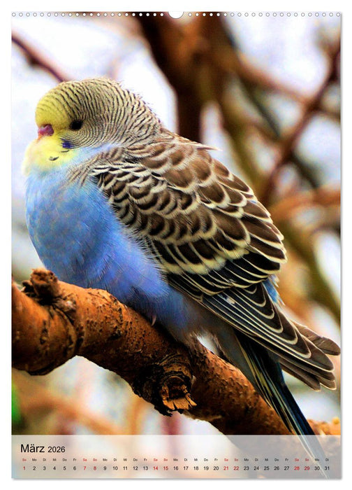 Süße Wellensittiche (CALVENDO Premium Wandkalender 2026)