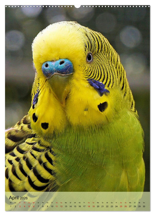 Süße Wellensittiche (CALVENDO Premium Wandkalender 2026)