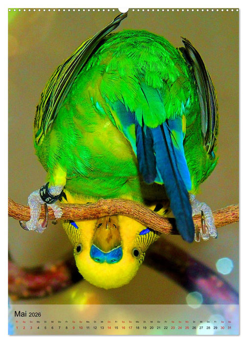 Süße Wellensittiche (CALVENDO Premium Wandkalender 2026)
