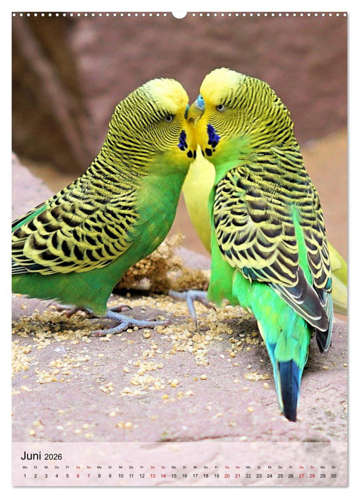 Süße Wellensittiche (CALVENDO Premium Wandkalender 2026)